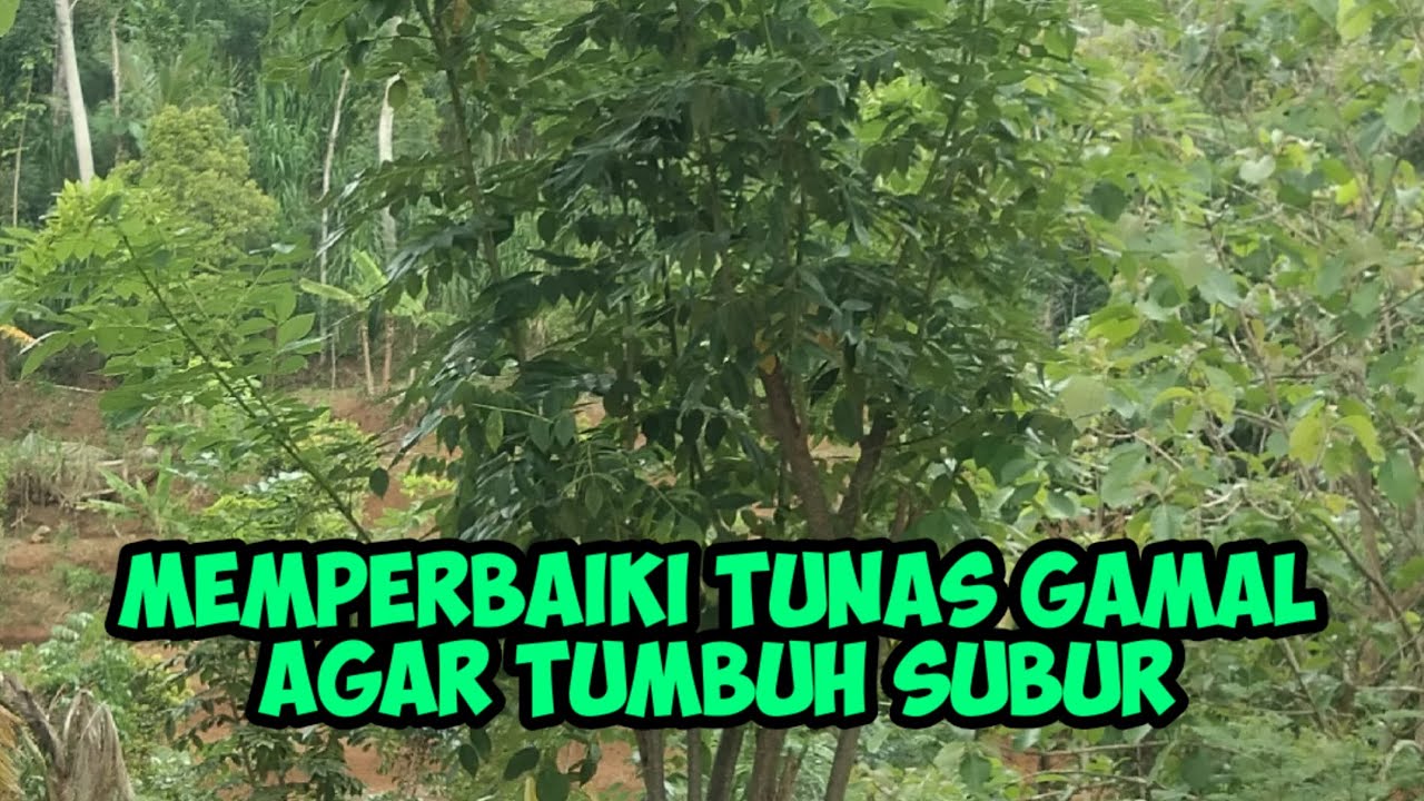 cara mengatasi pohon gamal,lamtoro dan indigofera yang rusak karena salah pemanenan