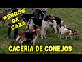 CAZA de CONEJOS en Zarzas y Maleza con PERROS [BEAGLES /Galgos/ Conejeros] CHILE /Arauco 2021.