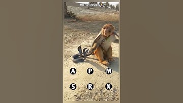 oho! king cobras vs monkey short video #kingcobra #shortsfeed #trending #snake ##monkey