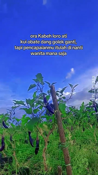 Umpamane,,Kae loo mantanku Saiki ws sukses, ngerti o lak Saiki Mulyo urepku😂