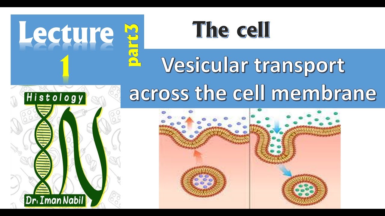 1c-Vesicular transport  across the cell membrane- Endocytosis and Exocytosis-Cell-Histology