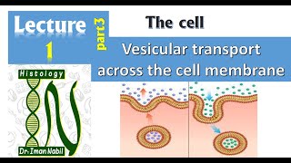 1c-Vesicular transport  across the cell membrane- Endocytosis and Exocytosis-Cell-Histology