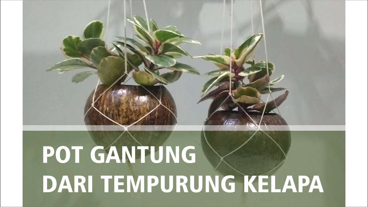 Cara Membuat Pot Bunga Menggunakan Batok Kelapa - Ruang Sekolah