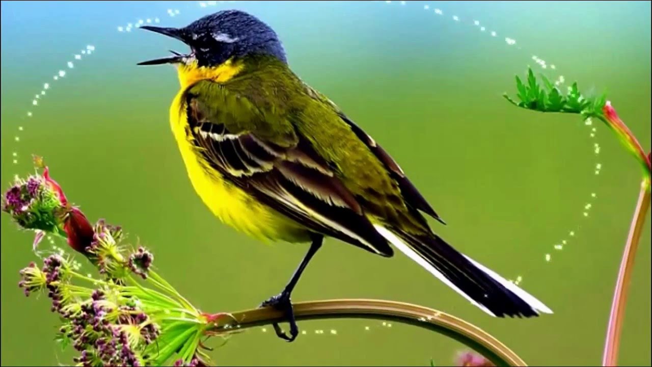 Фото Поющих Птиц