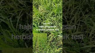 Efek pengolesan herbisida dg kekentalan lebih SDH terlihat sesuai saran AI