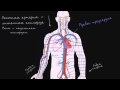 Система кровообращения и сердце