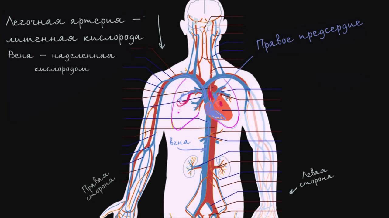Кровообращение сердца человека схема фото 872