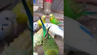 Favorite Food Corn ? budgies parrot