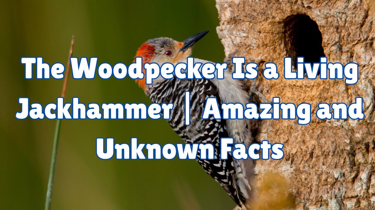 The Woodpecker Is a Living Jackhammer | Amazing and Unknown Facts