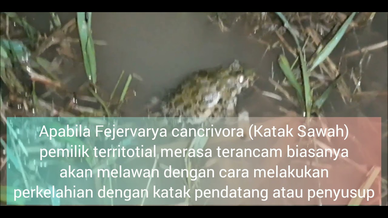 Tingkah Laku Katak Sawah (Fejervarya cancrivora)