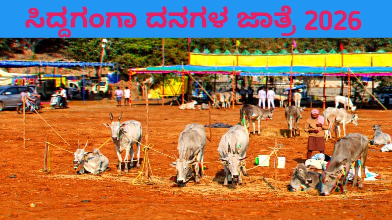 ಸಿದ್ದಗಂಗಾ ದನಗಳ ಜಾತ್ರೆ 2026 | ಹಳ್ಳಿಕಾರ್ ದನಗಳ ಸಂಭ್ರಮ | ರೈತರ ಬದುಕಿನ ನೈಜ ಚಿತ್ರಣ