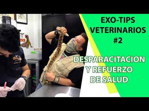 Video: Python - Pythonidae Raza De Reptiles Hipoalergénicos, Salud Y Vida útil