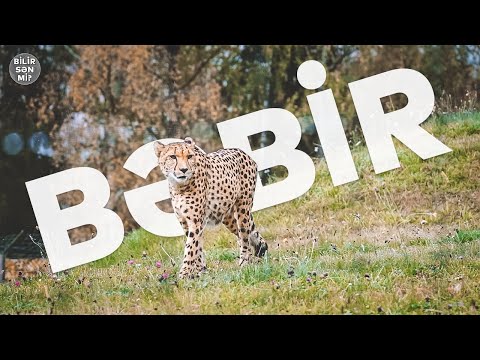 Xallı bəbir və ya vəhşi panteranın xüsusiyyətləri 🐆