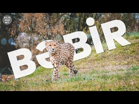 Video: Panthera Onca nə yeyir?