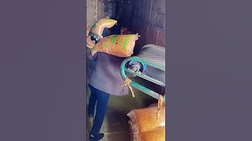 Manual unloading process of bagged soybeans transported by conveyor belts