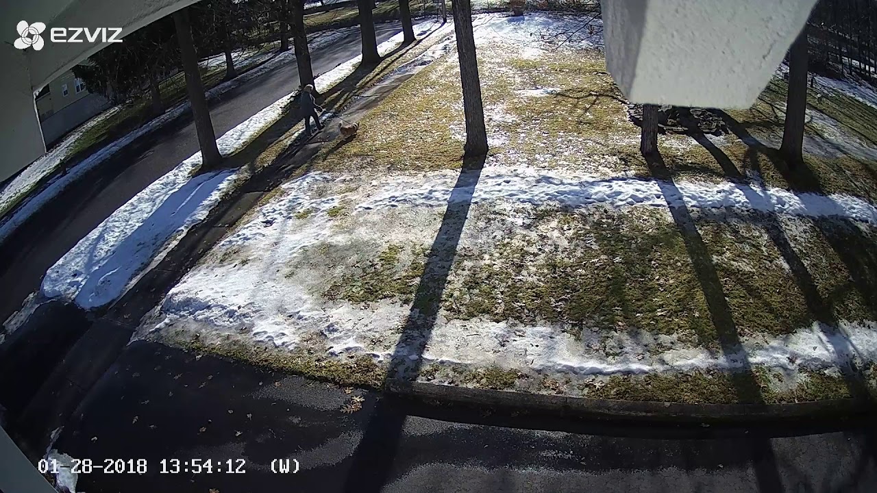 Dogs Urinate Freely on Private Property, Utica New York January 2018 YouTube