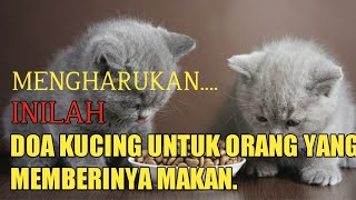 DOA KUCING BAGI ORANG YANG MEMBERINYA MAKAN !