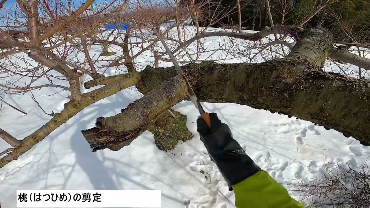 2026年2月21日桃の剪定