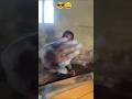 hay hay hay# viral#vfunny #humor #comedy