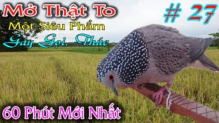 Cu Gáy Mồi Thúc - Gáy Gọi Kích Bổi Mới Nhất | Chim Cu Khách