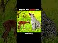 Leopard Saves Its Prey from a Hyena #trending #animals #wildlife #leopard #youtubeshorts