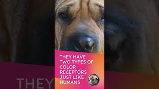Dog Facts Shar Pei Eyes