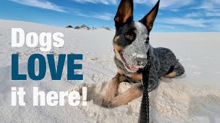 The BEST National Park for Dogs! | White Sands National Park