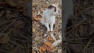 Charm The Cat ? ? My Shadow.