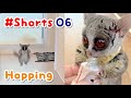 呼んだら飛んでくる！ Hopping - Pizzatoru the Bushbaby /ショウガラゴのピザトル #Shorts​​​ 06
