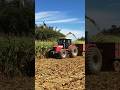 Trator massey Ferguson 4292 fazendo a silagem de milho #trator #pecuarista #agro