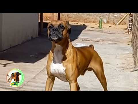 Som de Boxer