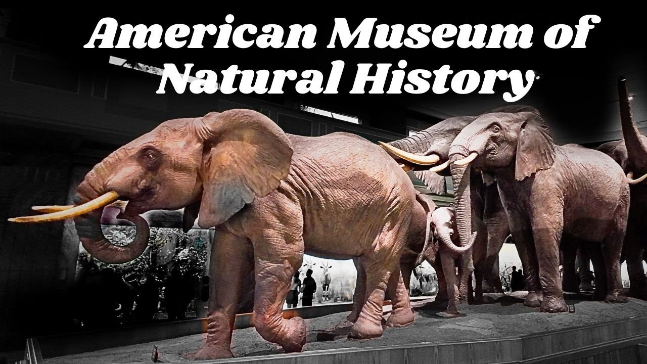 American Museum of Natural History NYC - FULL Journey Walkthrough | Exploring Natural History