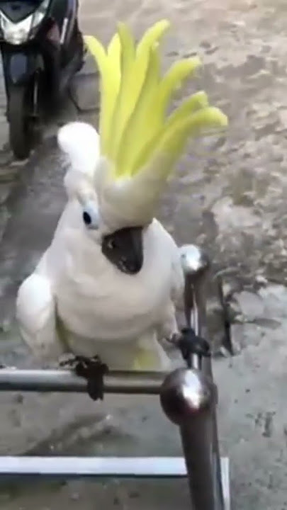 smart cockatoo talk and laugh