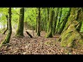 Nature Sounds - Forest Birdsong - Longford Forest, Ireland