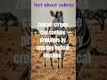 FactaboutZebrasTheirStripesConfusePredators#shortsfeed #facts #shorts