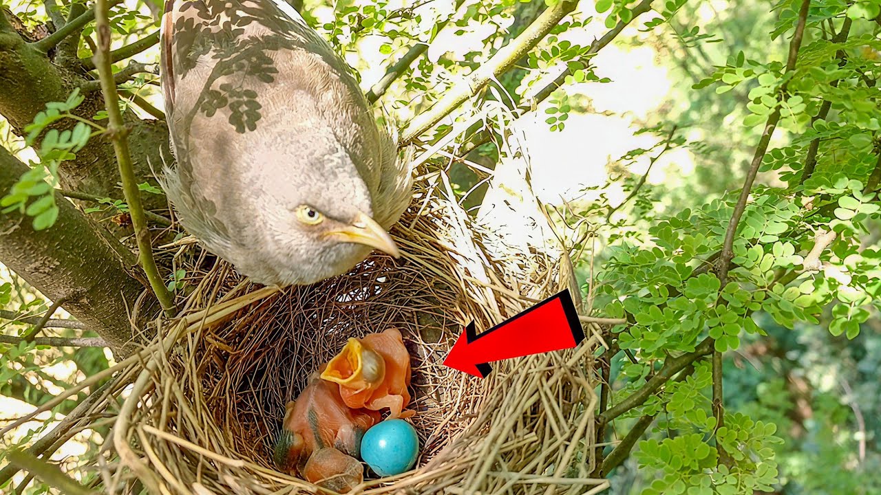 There is a cuckoo baby in the wild babbler bird’s nest - YouTube
