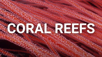 Underwater Architects - The priceless nature of coral reefs