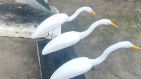 chim cò xốp các loại 0989 485 182