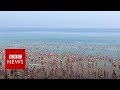 New video by BBC News on YouTube
