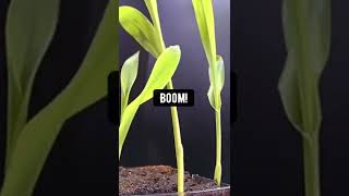How To Grow Your Own Popcorn Creative Explained