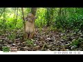 Onça-parda ou sussuarana (Puma concolor) - Floresta Legal - Parque Estadual das Sete Passagens