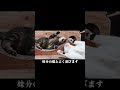 たくさんお喋りする外でずぶ濡れの捨て猫 #shorts