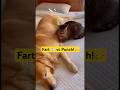 Dog FART Prank Gone Wrong! Cat gets REVENGE 🤣 #shorts