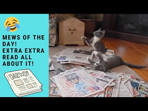 funny-cats-love-playing-attacking-newspapers-with-owner
