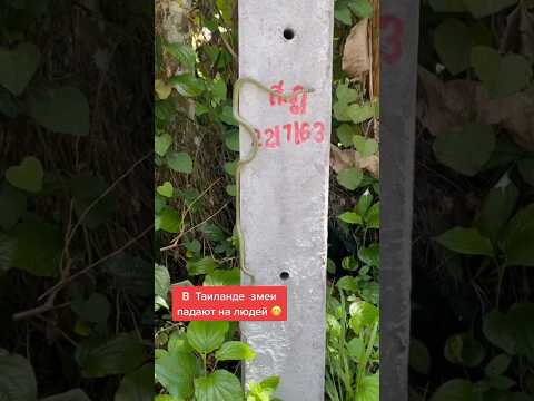 🐍Не бойтесь встречи с этой змеей в Таиланде #таиланд