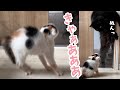 戦闘態勢の子ネコさん!思いもよらぬ結末に…|PECO