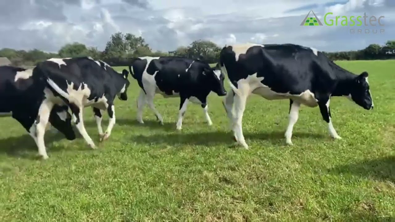 In Calf Heifers Over 590 KG of Milk Solids