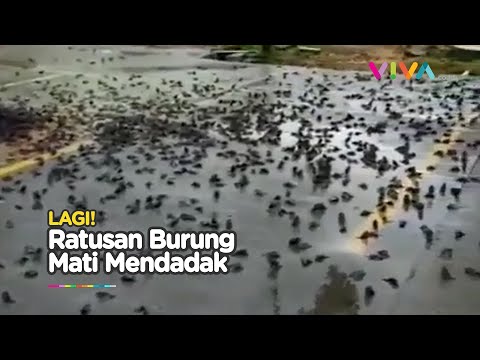 Video: Mengapa Burung Mati