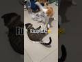 Funny Cat's 🐾 #catvideos #catlovers #babykittens #kittenlove #cute #viral #viralchallenge