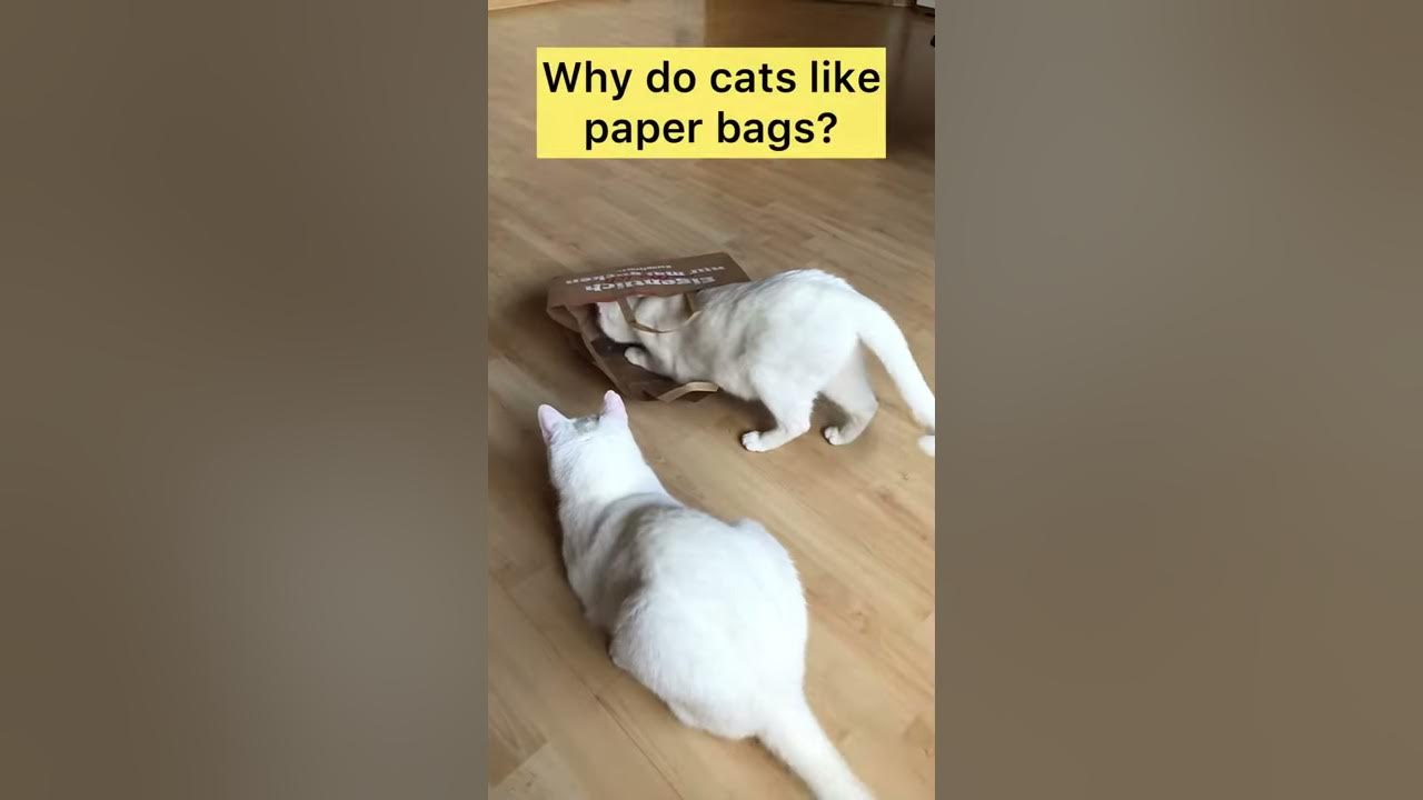 Why Do Cats Like Paper Bags? Shorts YouTube